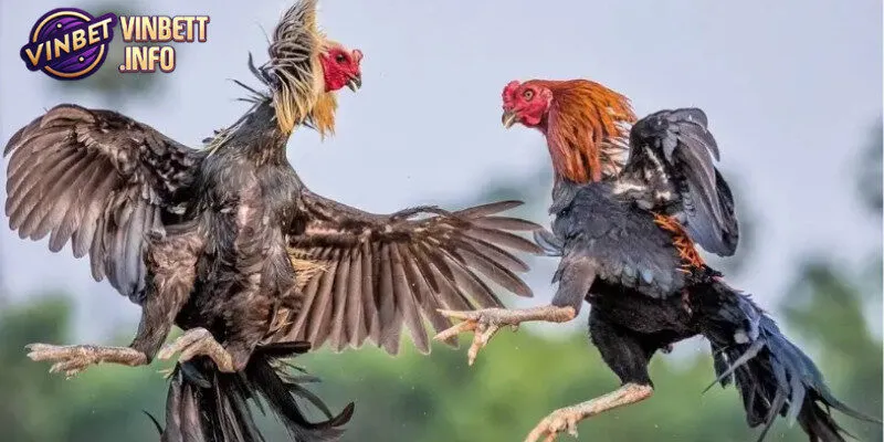 Vinbet cung cấp nhiều loại cược hấp dẫn cho đá gà cựa sắt