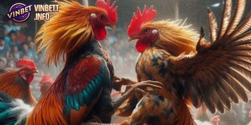 Đá gà cúp C1 là một trong những giải đấu thể thao đầy kịch tính