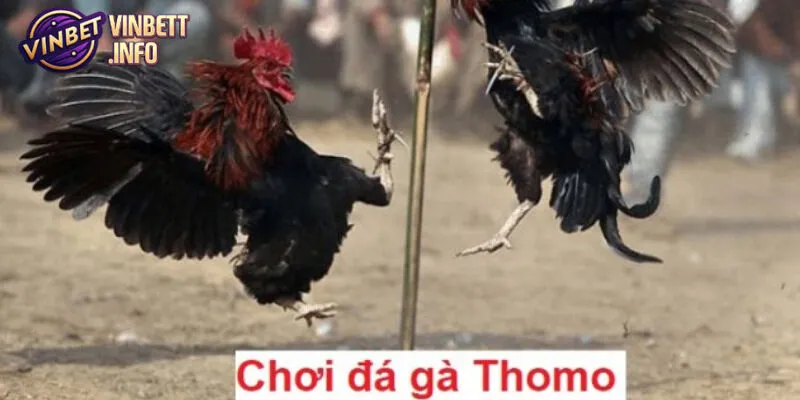 Đá gà thomo là một hình thức cá cược hấp dẫn tại Vinbet