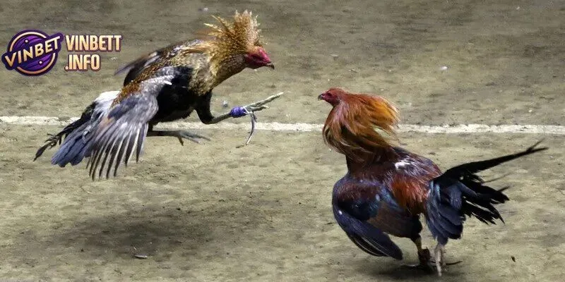 Đá gà Vinbet mang đến những trận đấu kịch tính và hấp dẫn