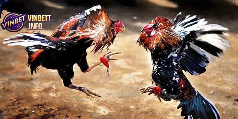 Trải nghiệm cá cược Đá gà Vinbet trực tuyến dễ dàng và tiện lợi