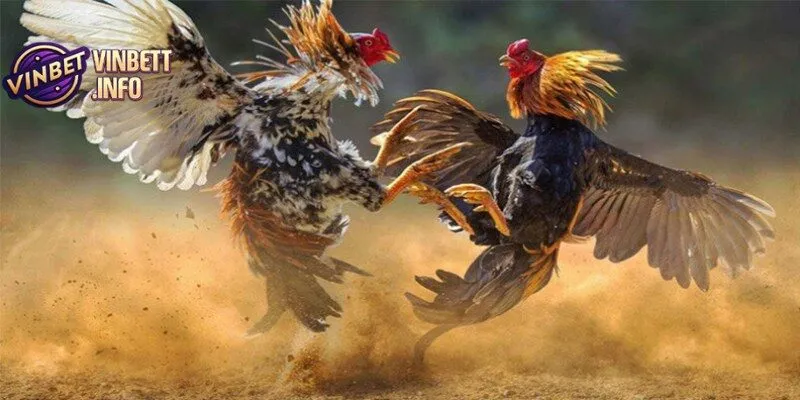 Cá cược đá gà cúp C1 tại Vinbet mang lại nhiều cơ hội thắng lớn