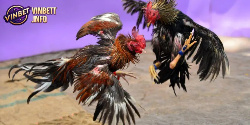 Đá gà Vinbet có tỷ lệ cược cực kỳ hấp dẫn và đa dạng